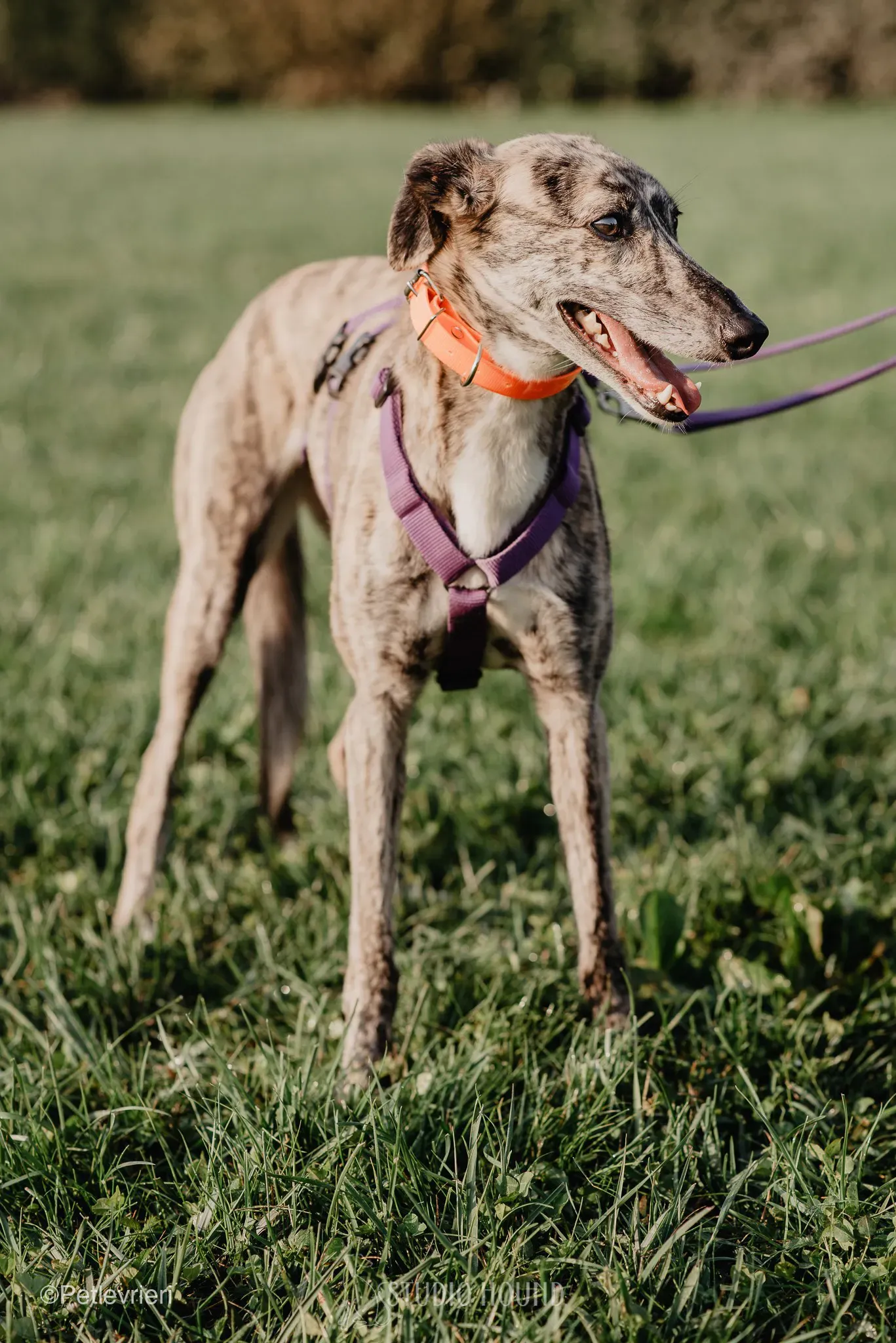 colada adozione levrieri greyhound lurcher 39