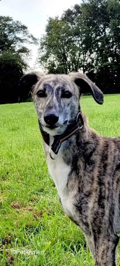 colada adozione levrieri greyhound lurcher 4