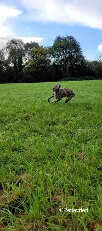 colada adozione levrieri greyhound lurcher 5