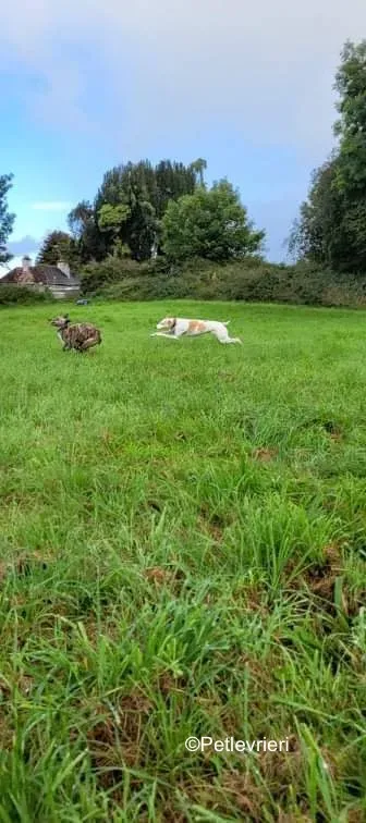 colada adozione levrieri greyhound lurcher 6