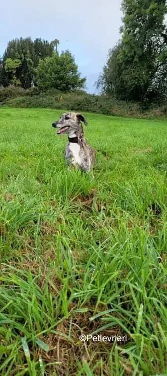 colada adozione levrieri greyhound lurcher 7