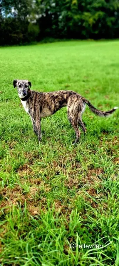 colada adozione levrieri greyhound lurcher 8
