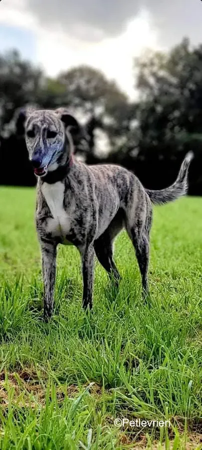 colada adozione levrieri greyhound lurcher 9