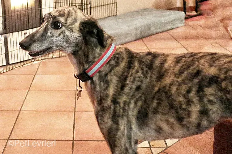 colada adozione levrieri greyhound lurcher fosterhome 1