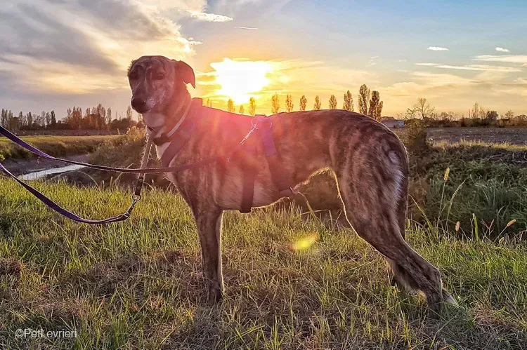 colada adozione levrieri greyhound lurcher fosterhome 2
