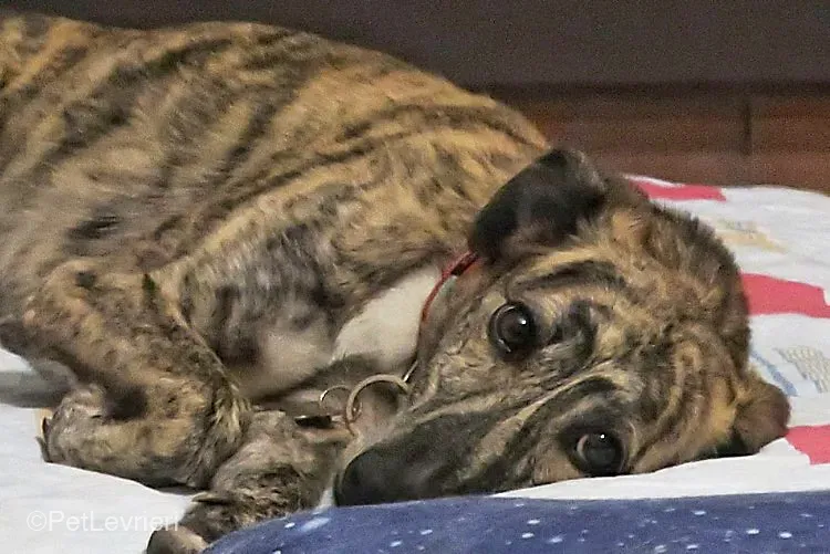 colada adozione levrieri greyhound lurcher fosterhome 3