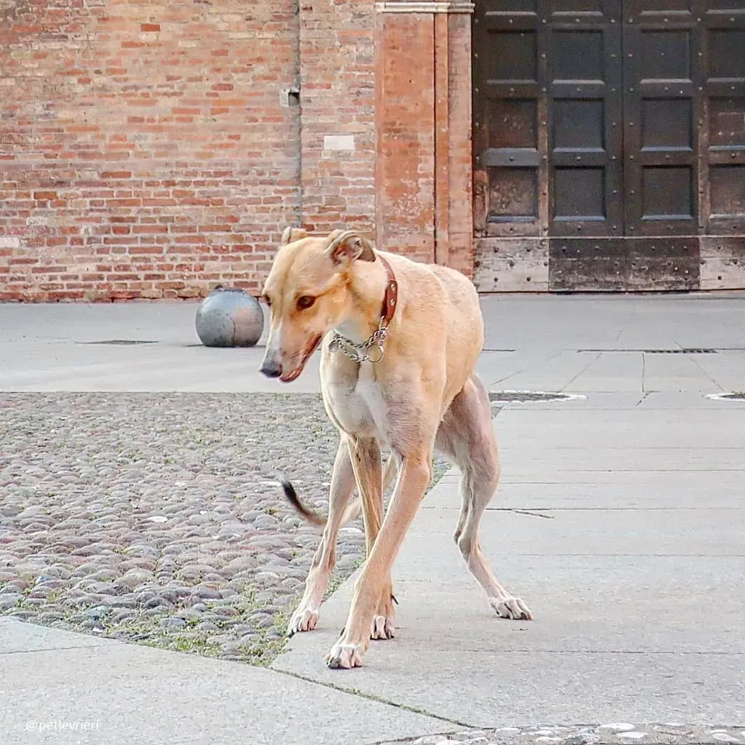 colver felici a casa 4