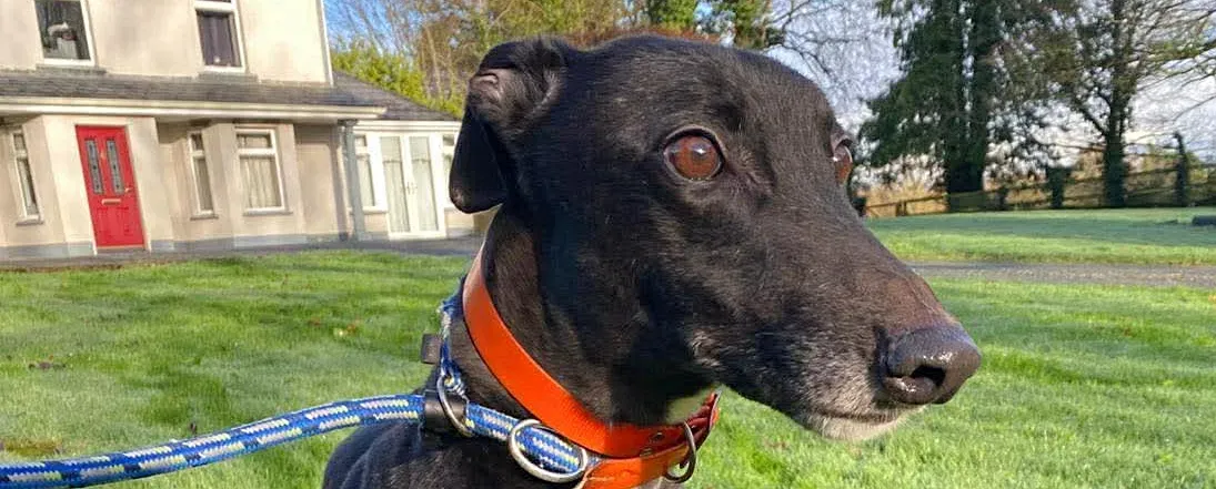 comet grey adozione 00 copertina