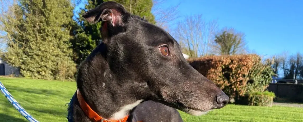 comet grey adozione 00 nuova copertina