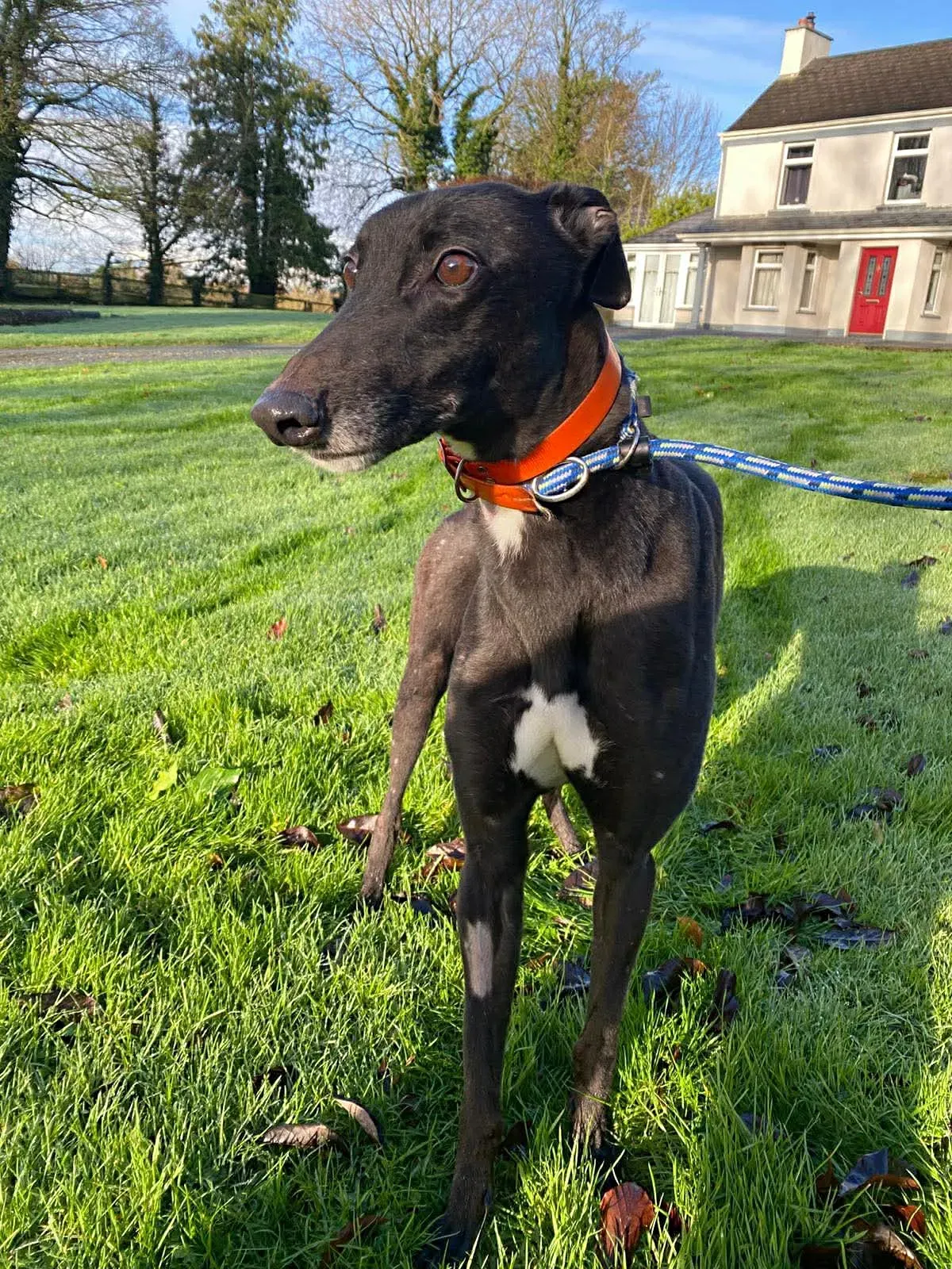 comet grey adozione 1