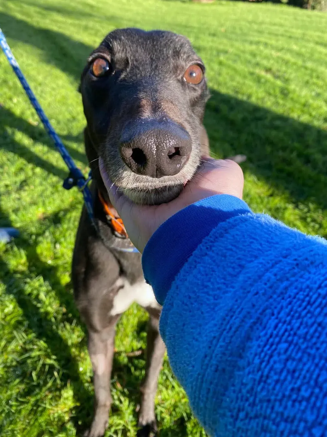 comet grey adozione 10