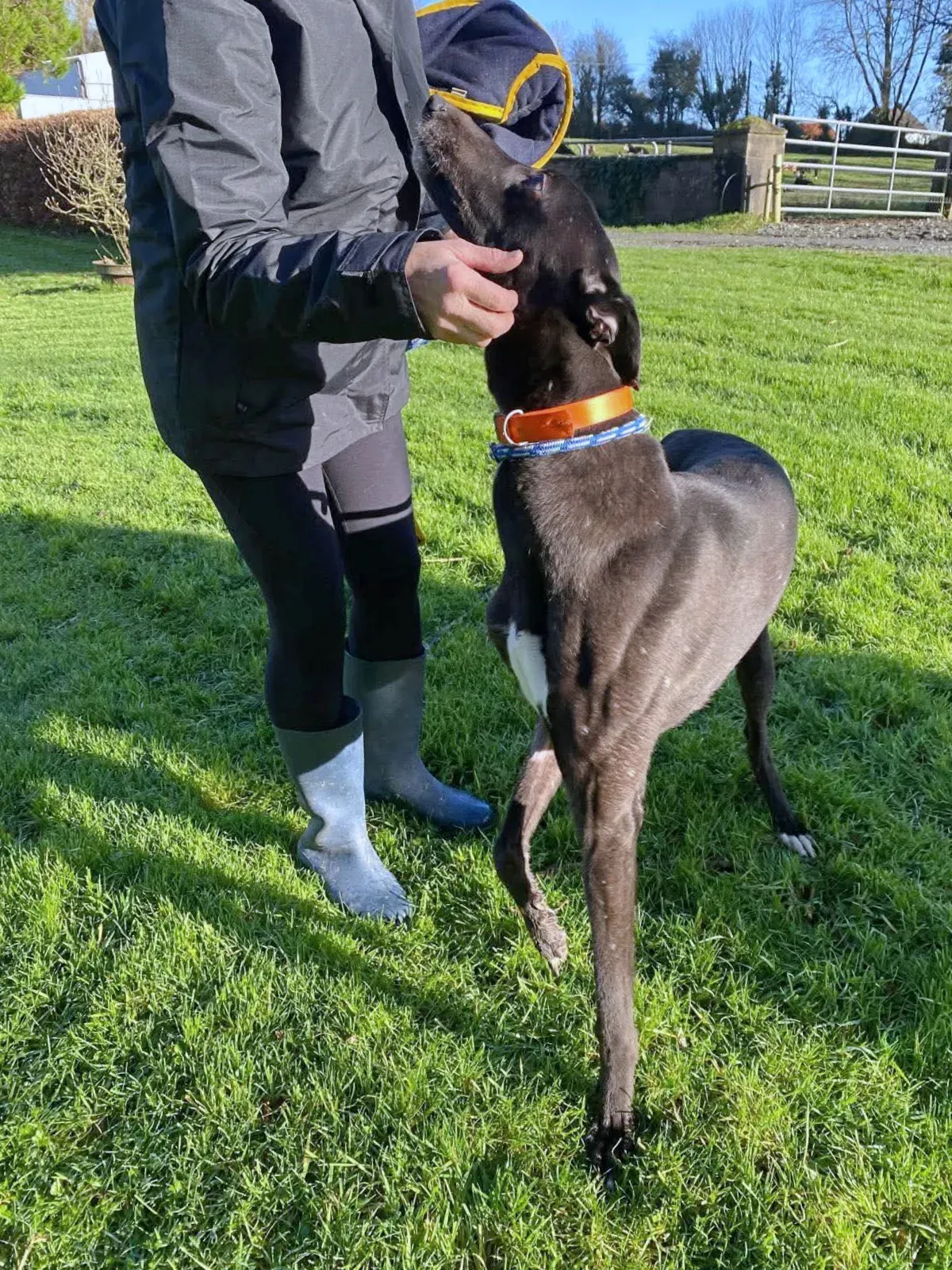 comet grey adozione 11