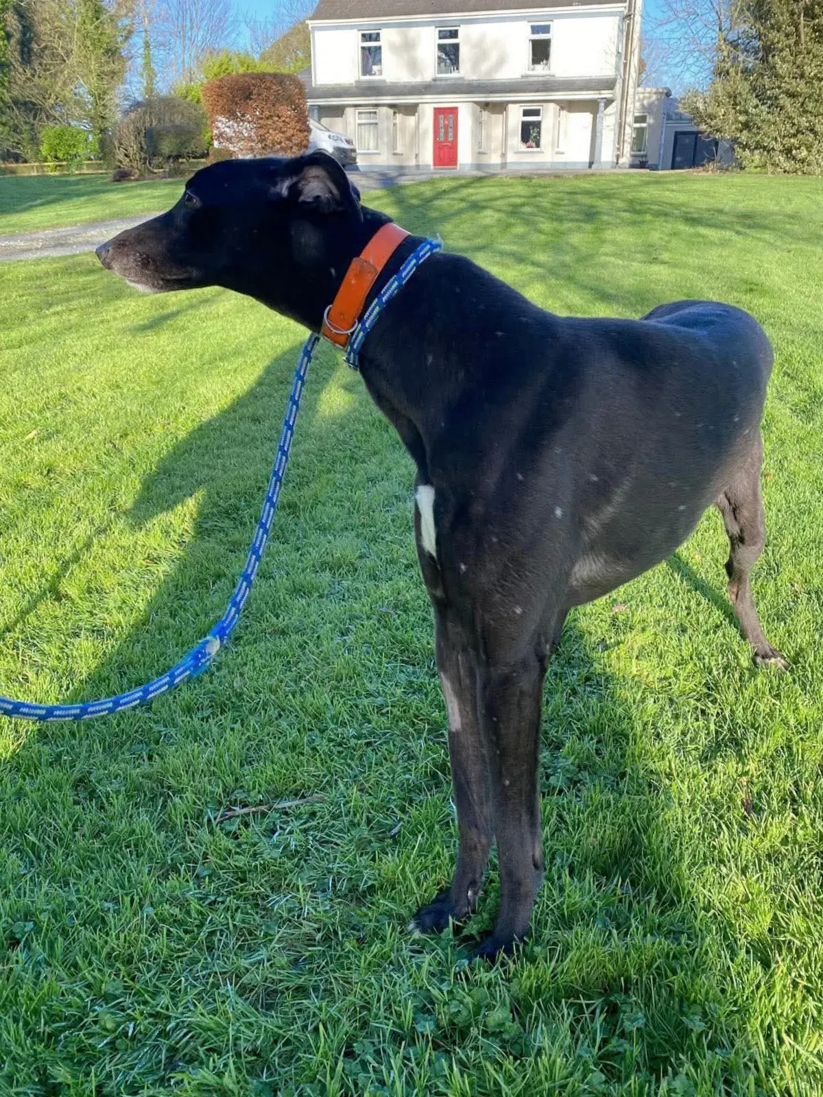 comet grey adozione 12