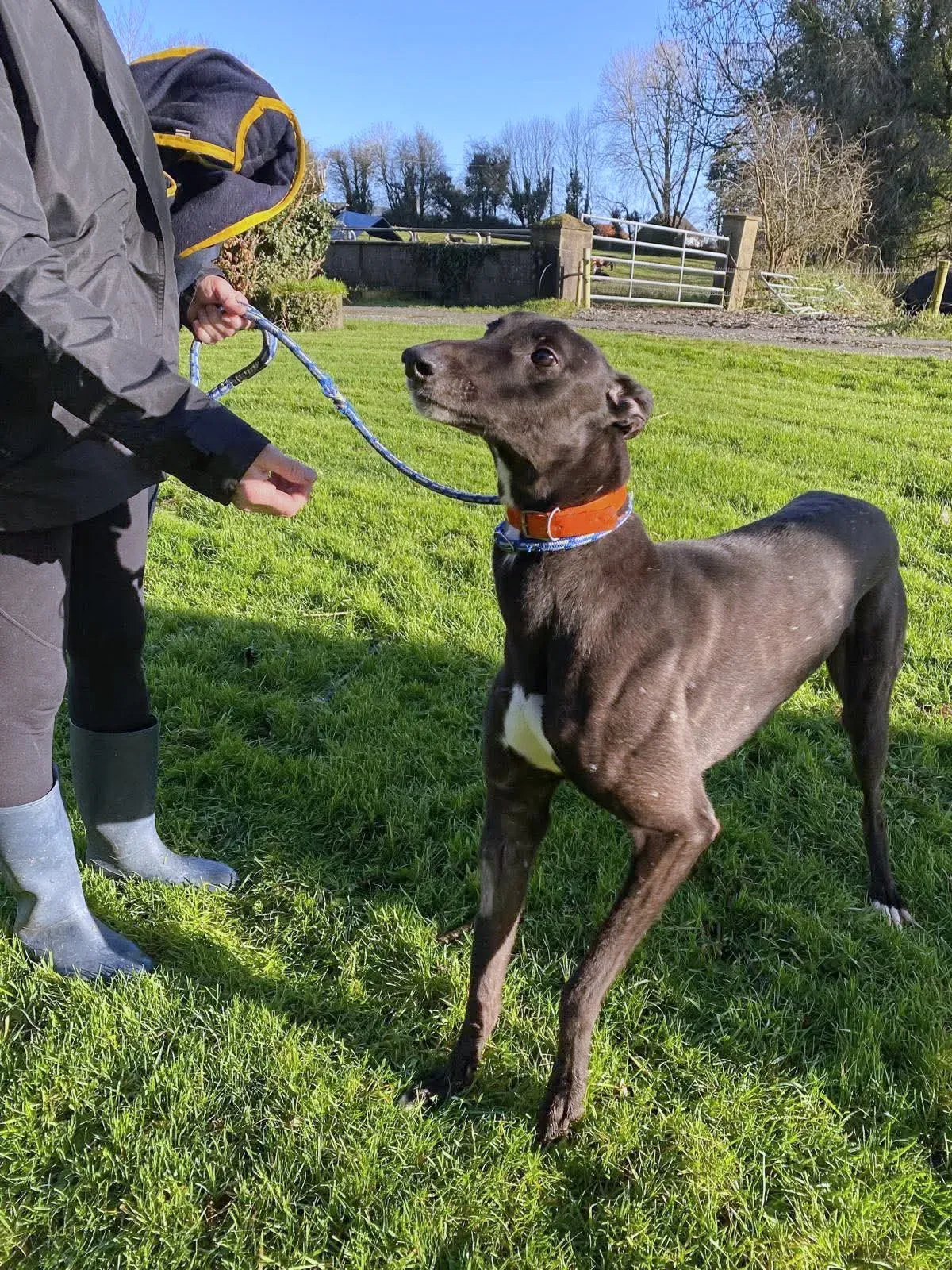 comet grey adozione 13