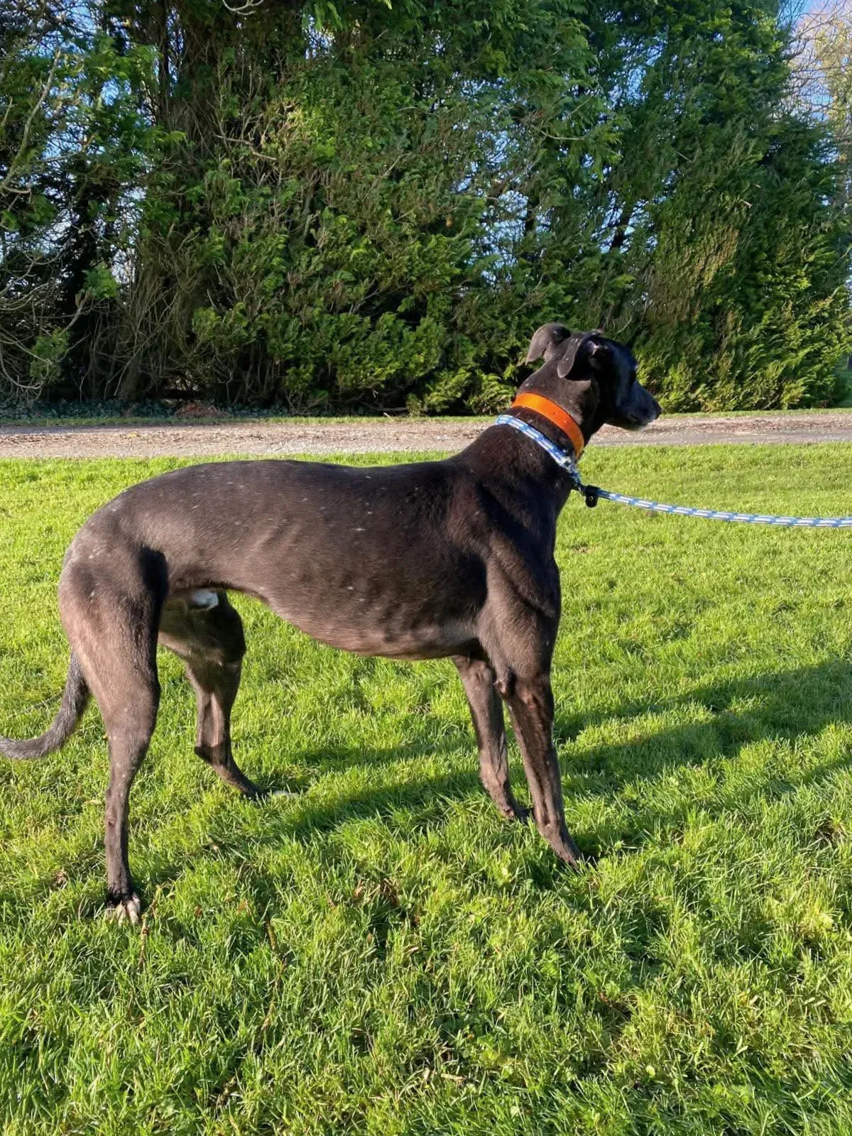 comet grey adozione 14