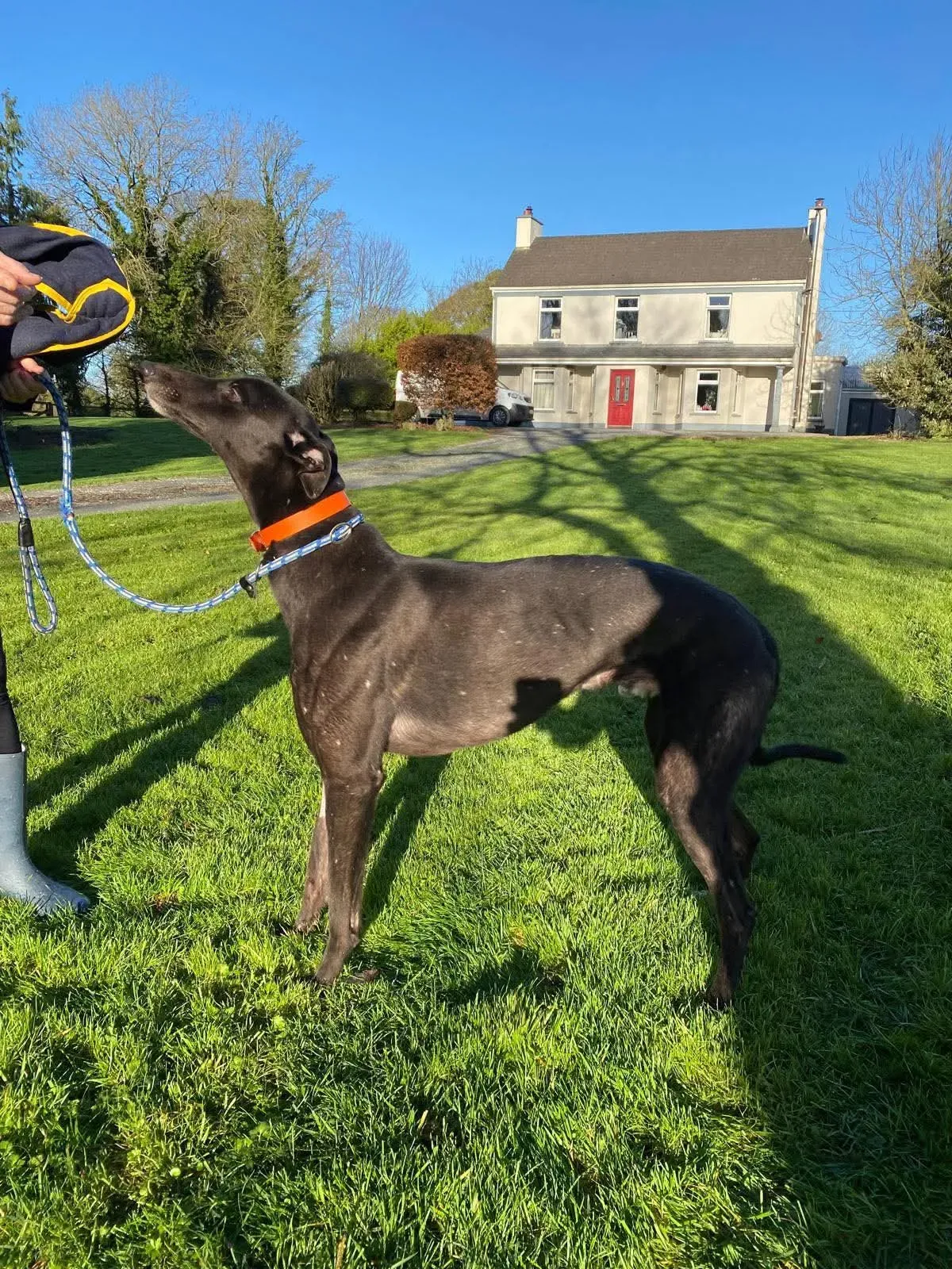 comet grey adozione 15
