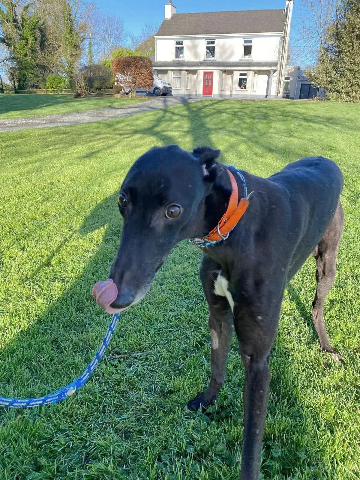 comet grey adozione 16