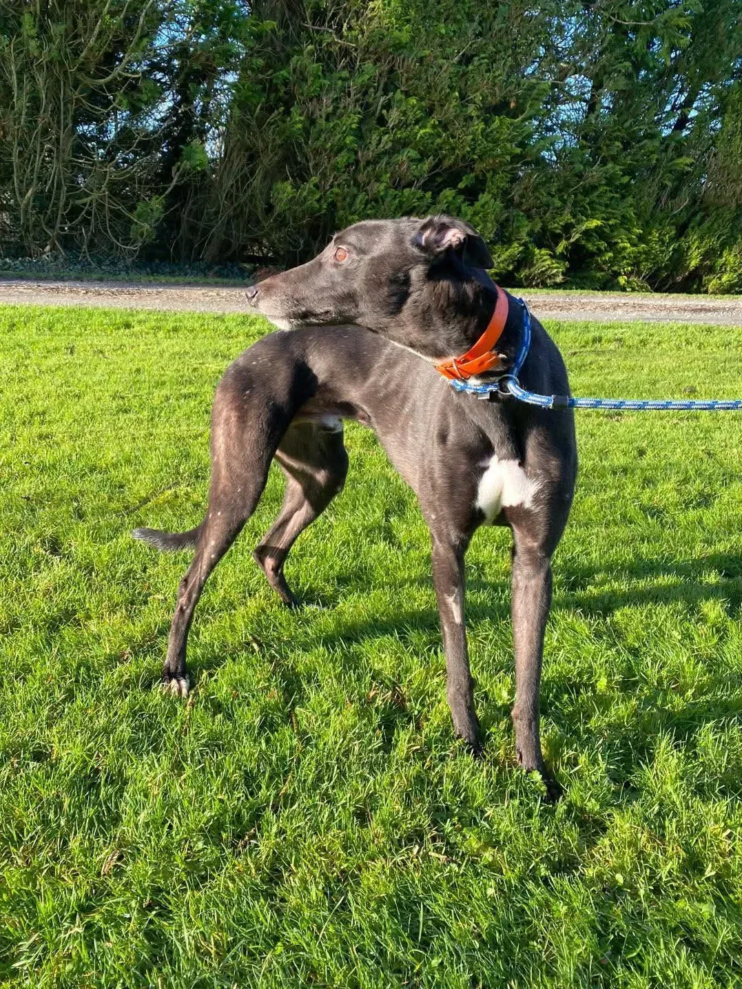 comet grey adozione 17