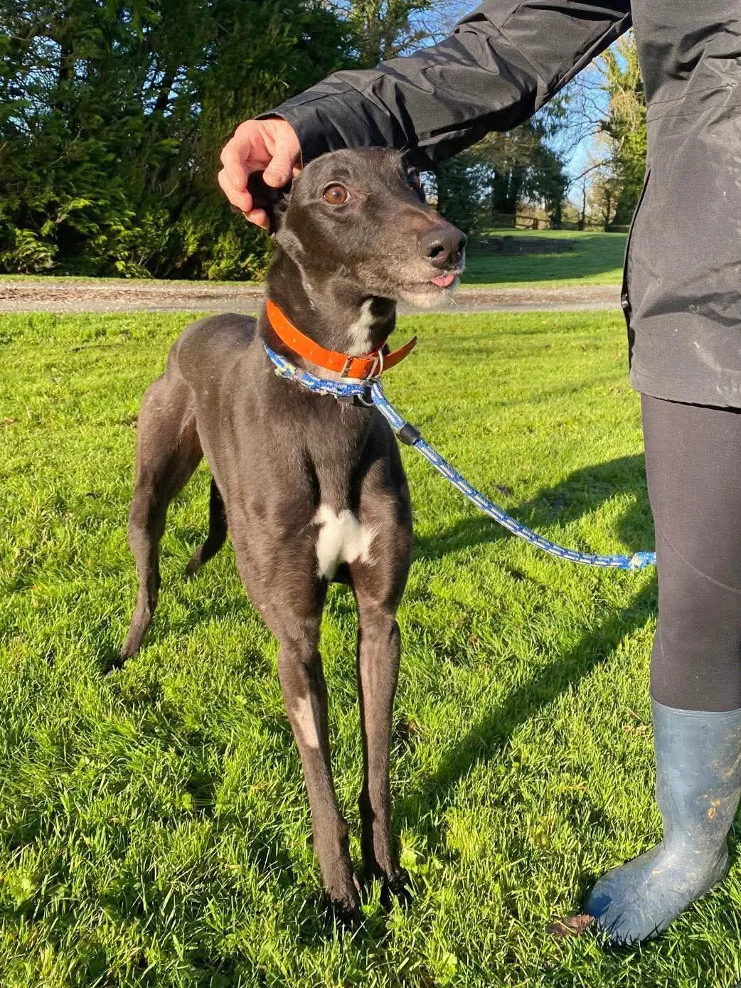 comet grey adozione 18