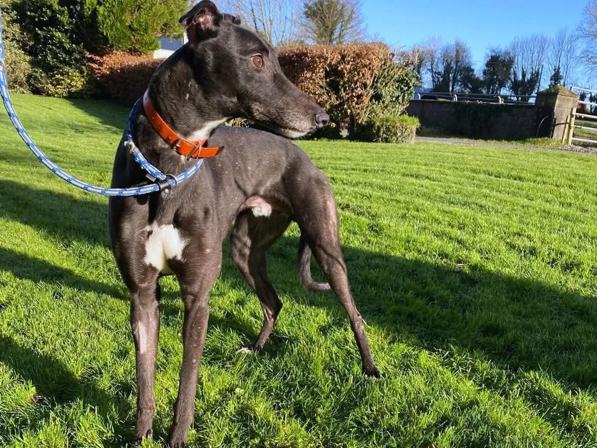 comet grey adozione 19