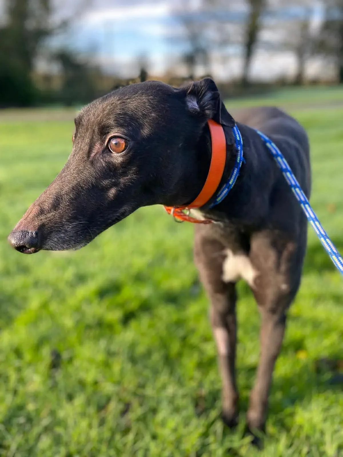 comet grey adozione 2