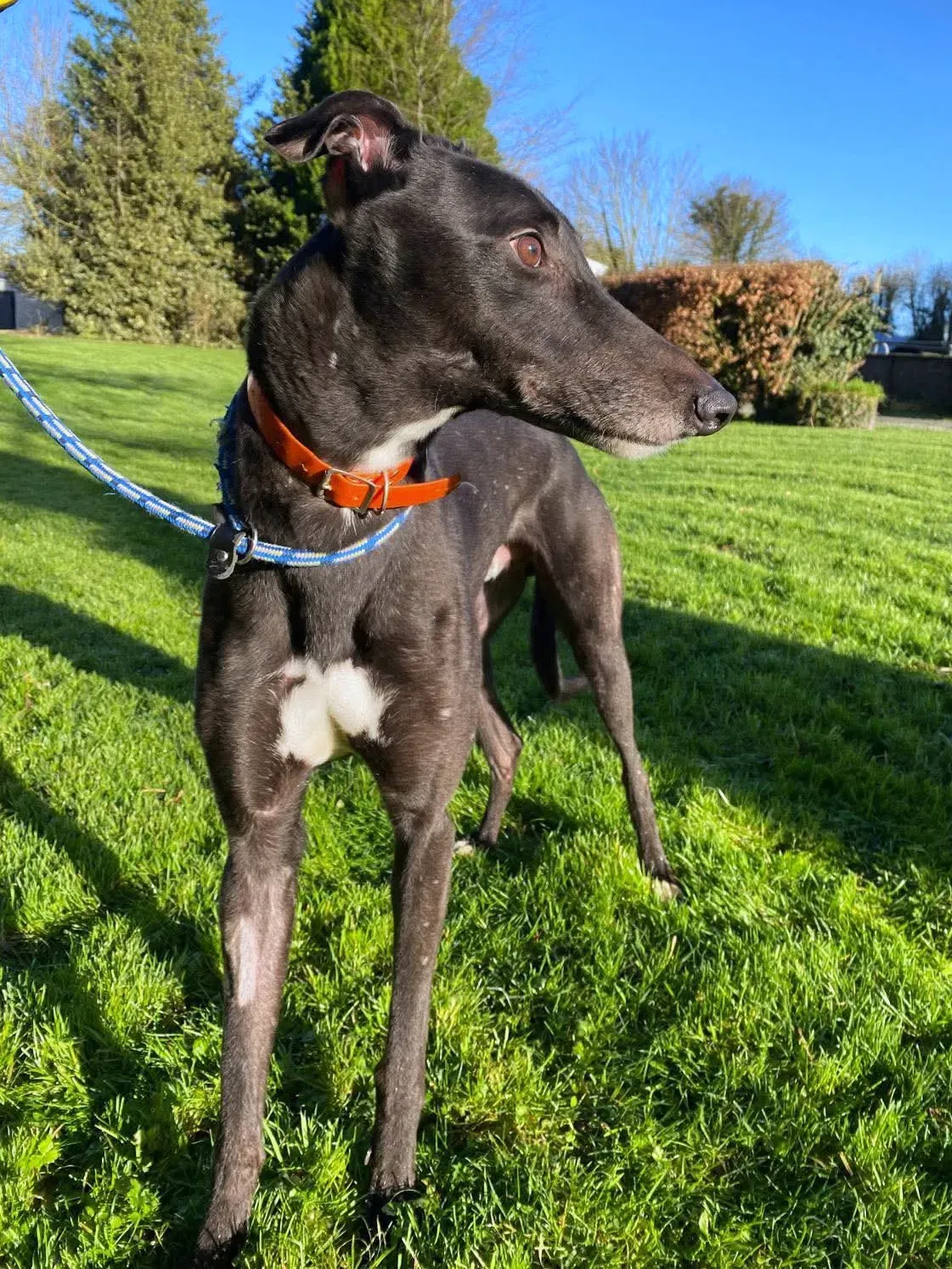 comet grey adozione 20