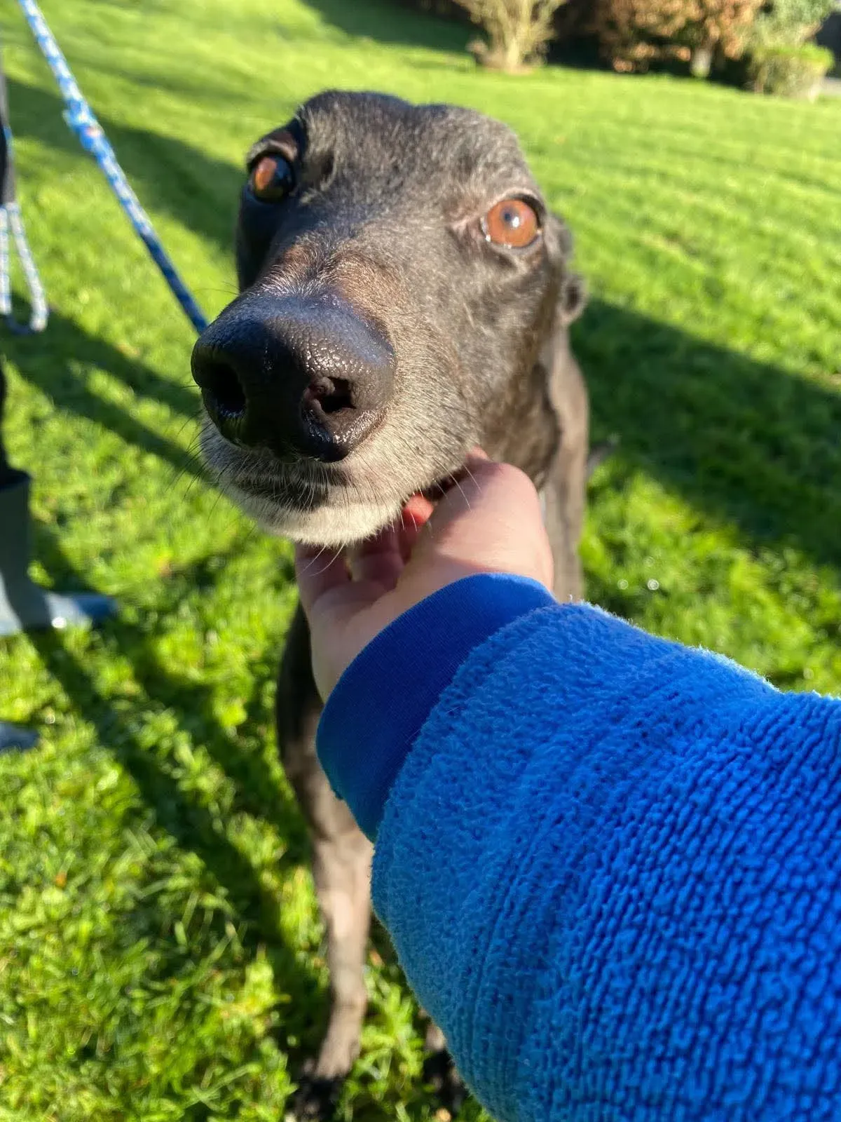 comet grey adozione 21