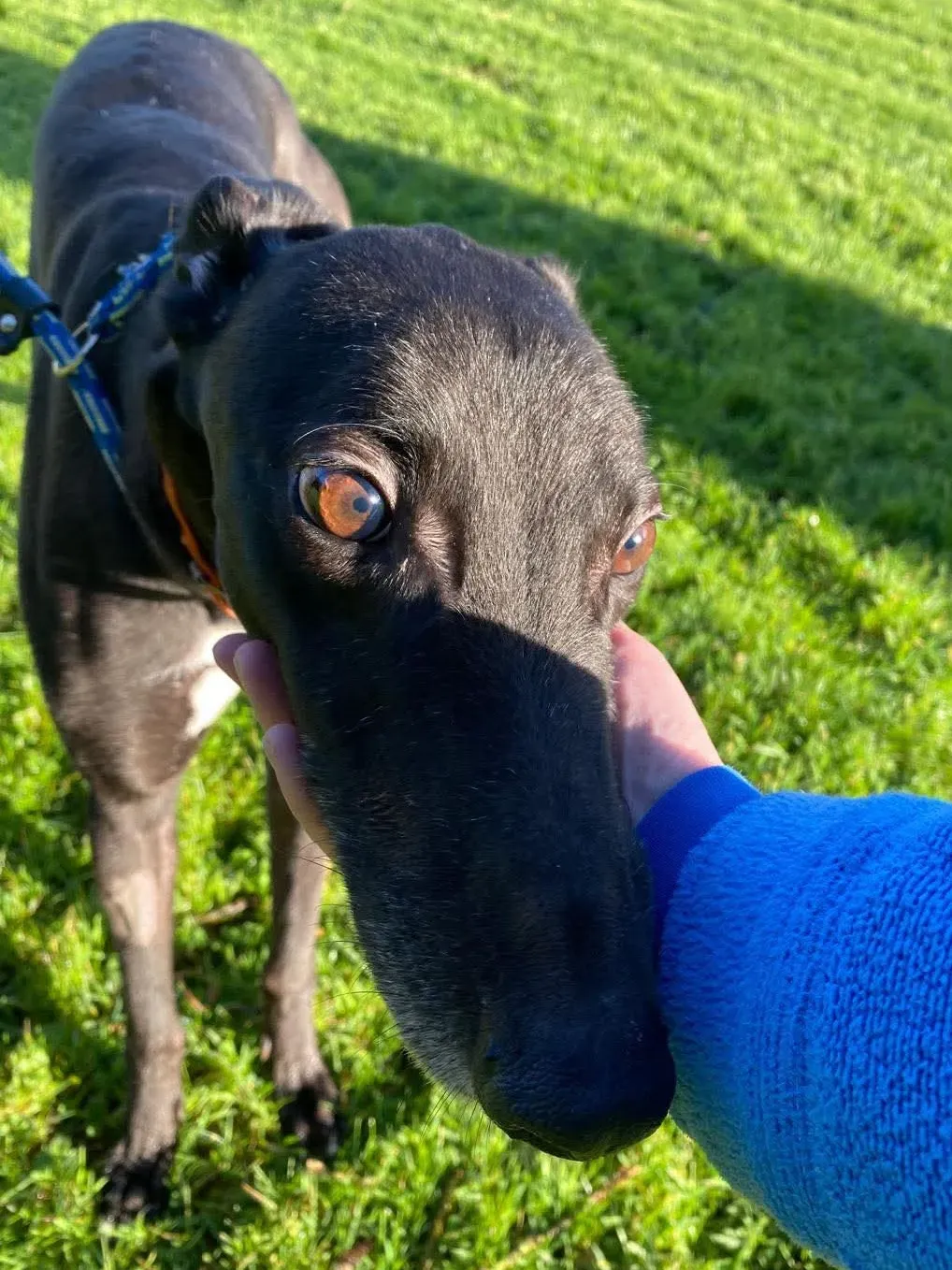 comet grey adozione 22