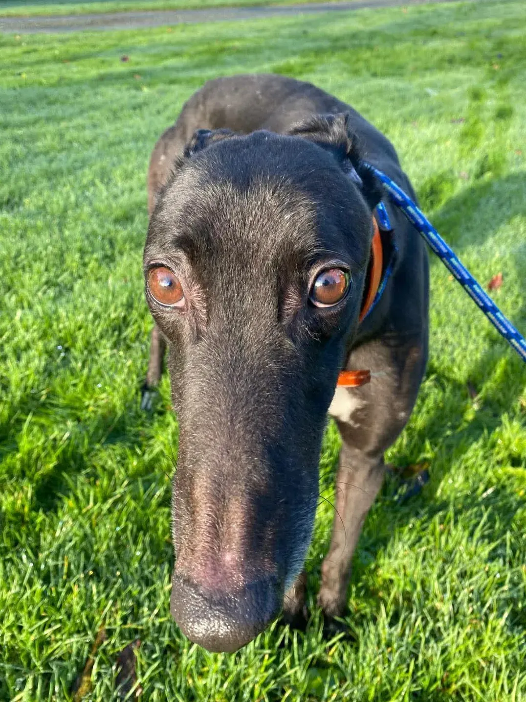 comet grey adozione 3