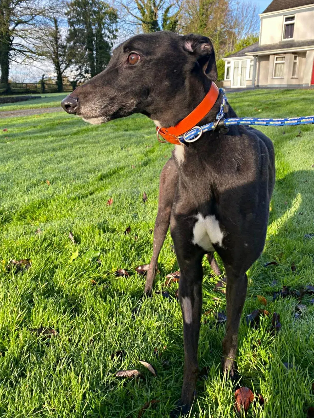 comet grey adozione 4