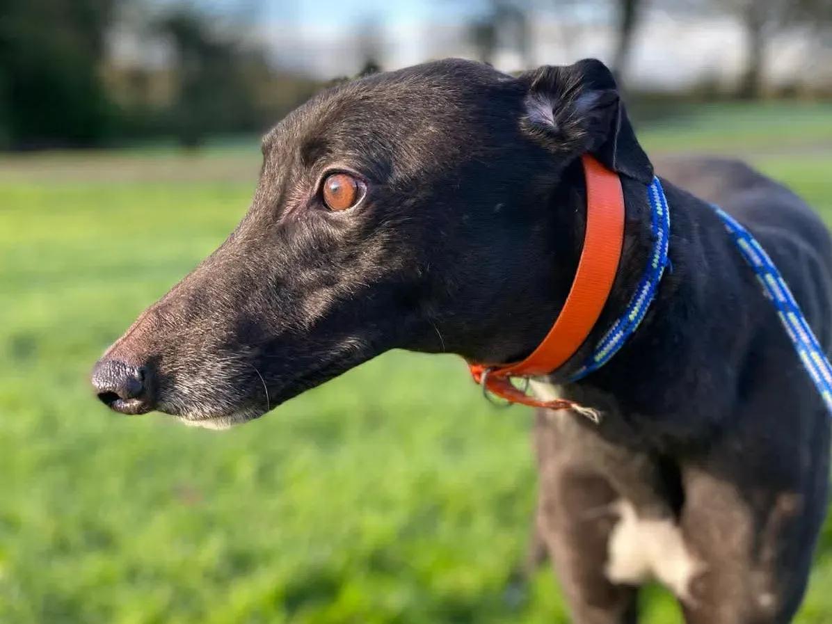 comet grey adozione 5