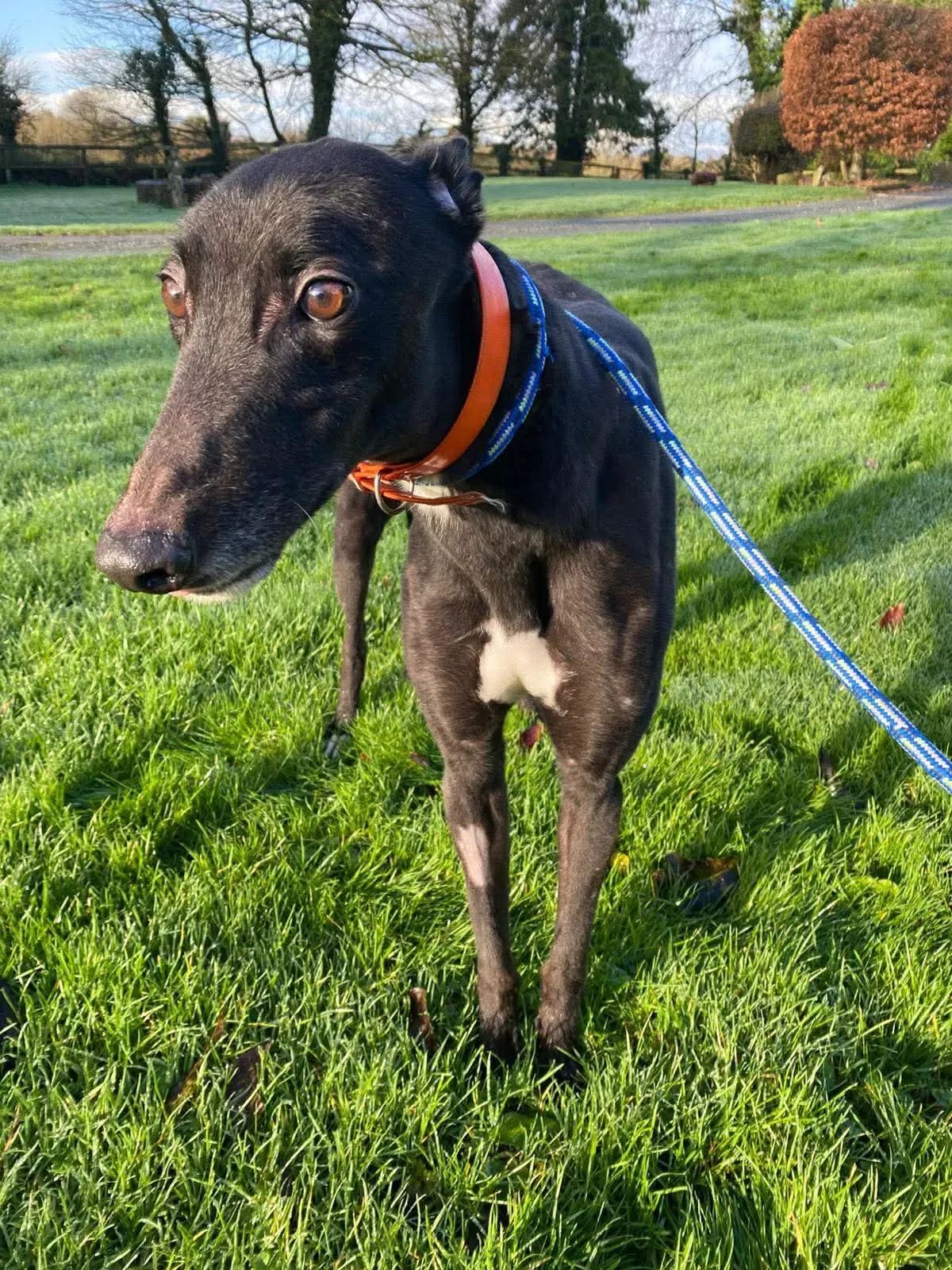 comet grey adozione 6