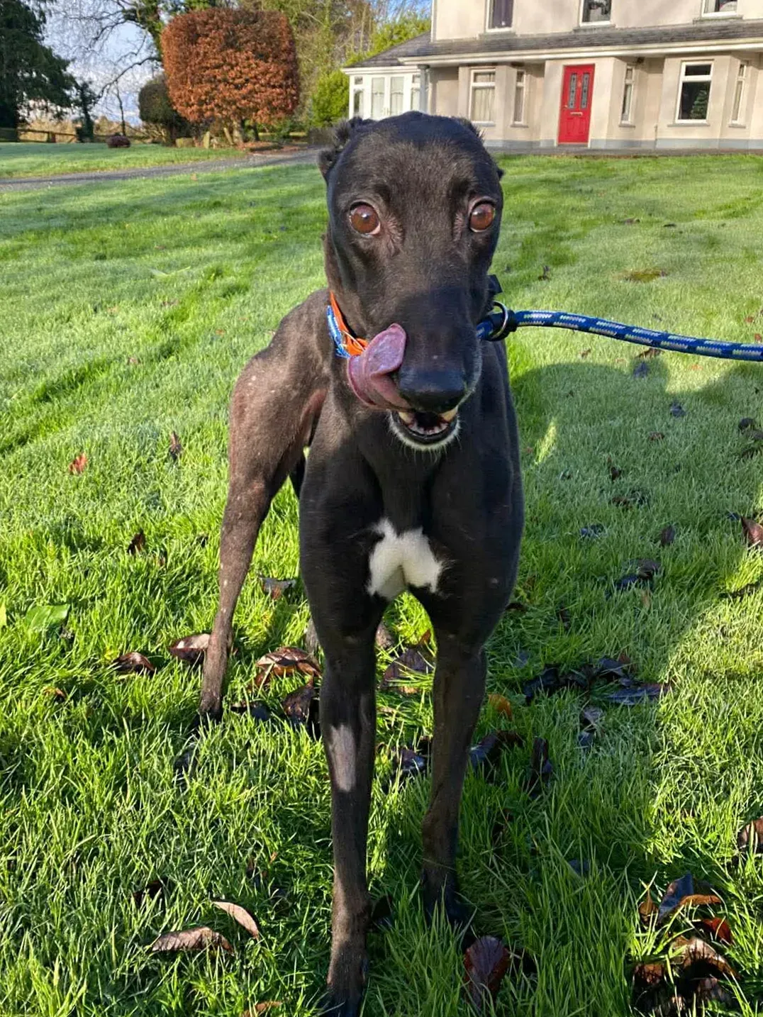 comet grey adozione 7