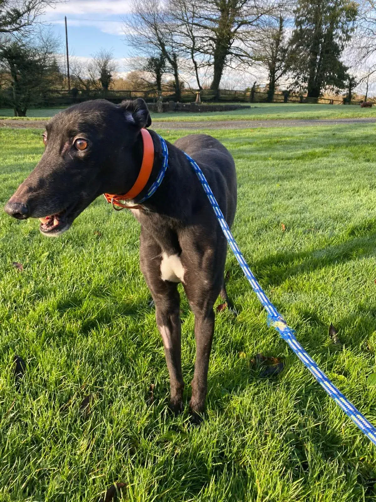 comet grey adozione 8