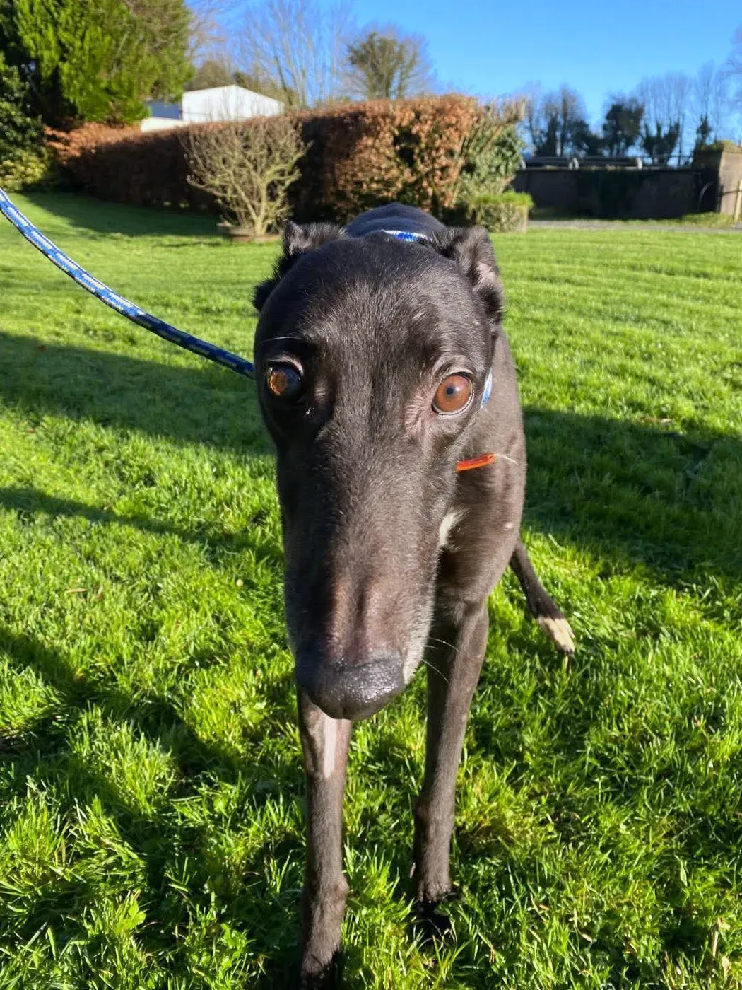 comet grey adozione 9