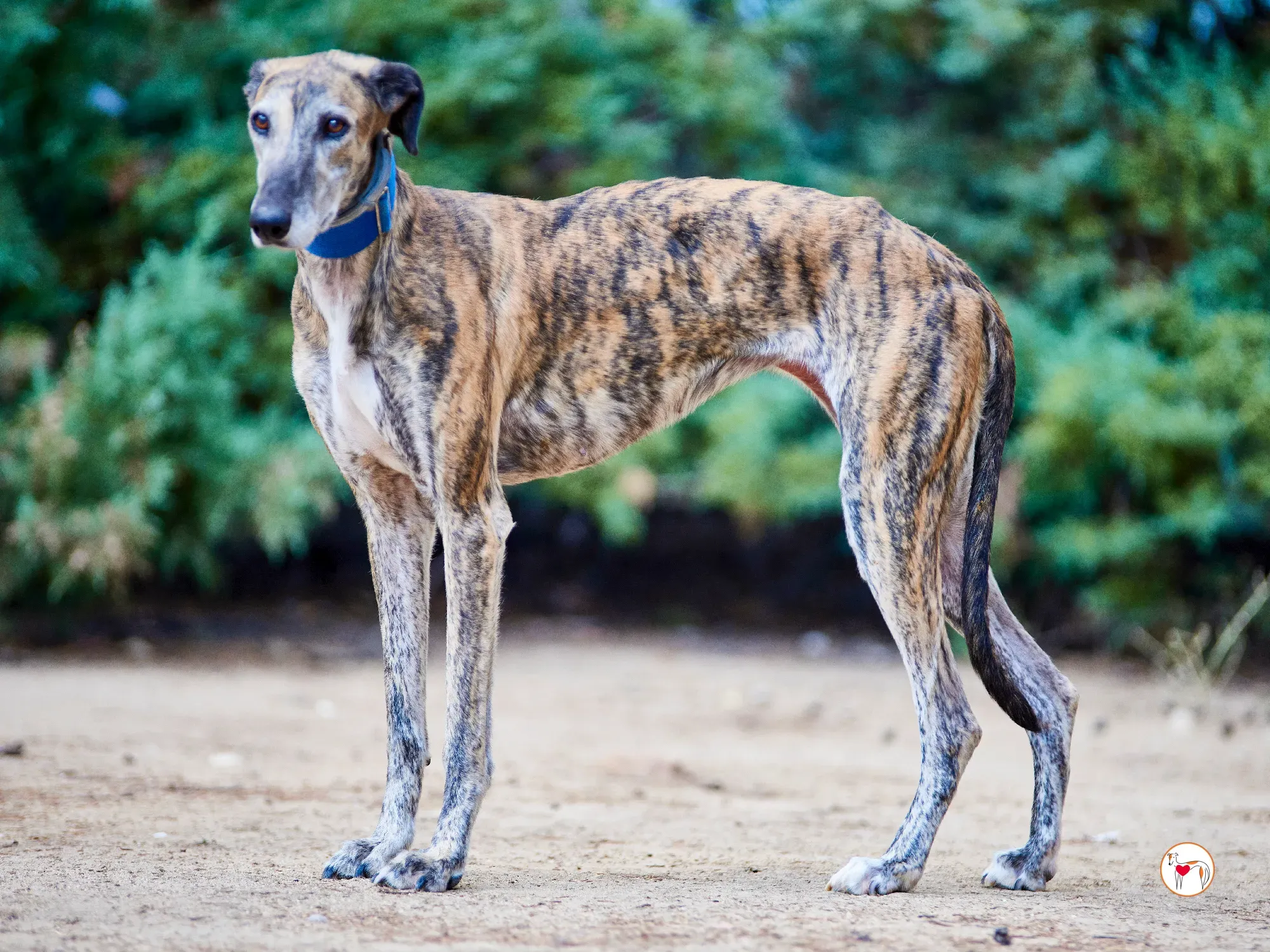 concha galgo adozione 1