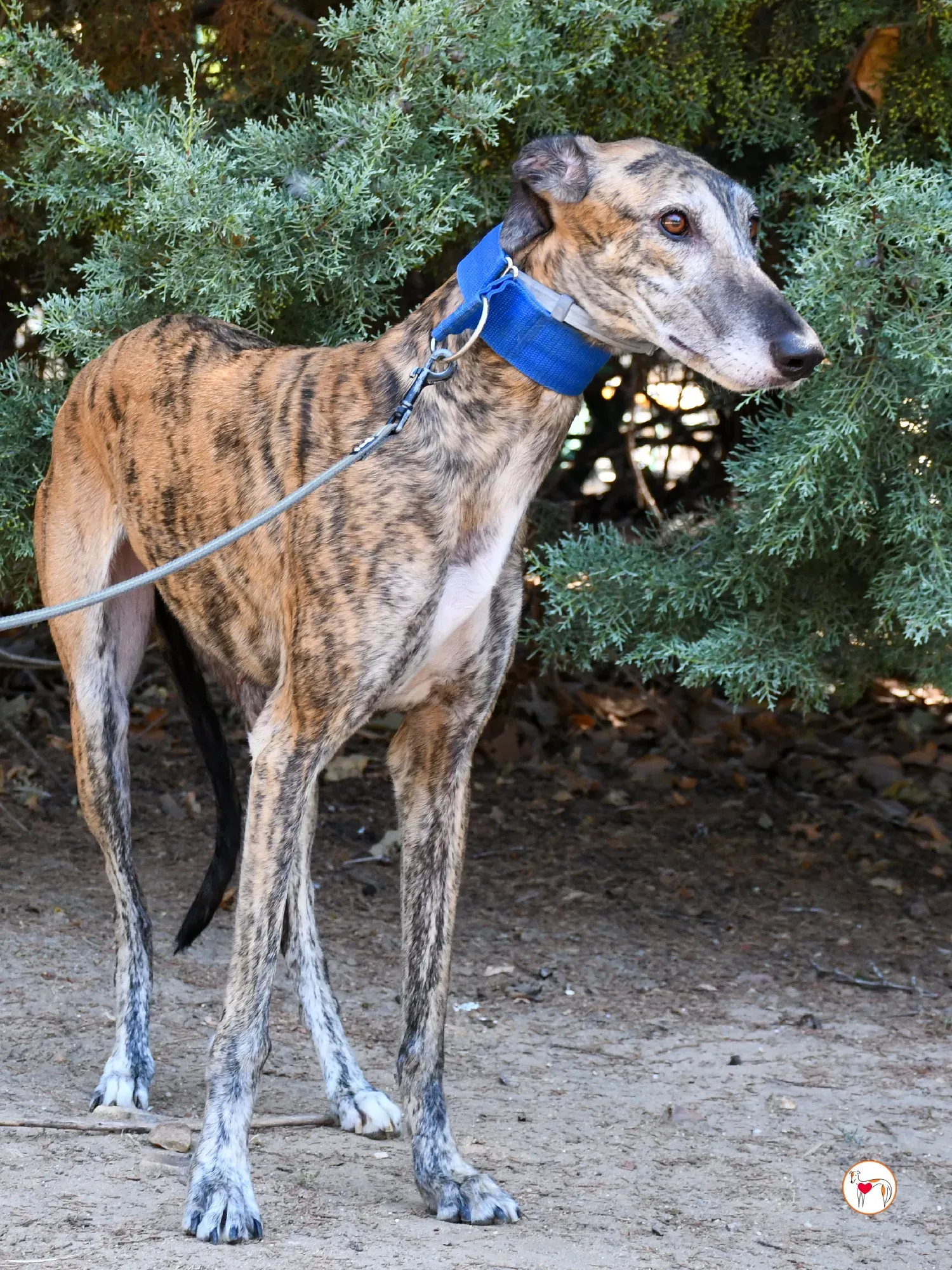 concha galgo adozione 10