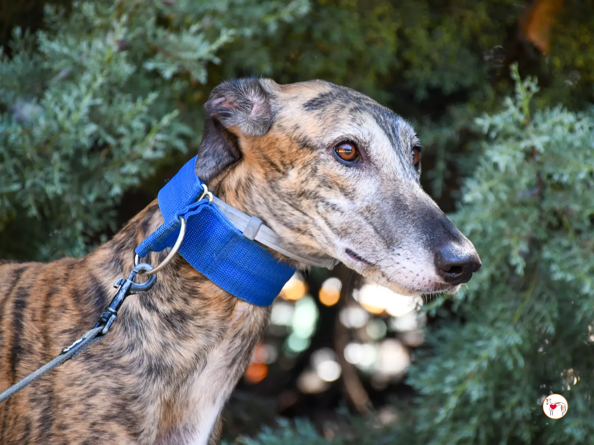 concha galgo adozione 11