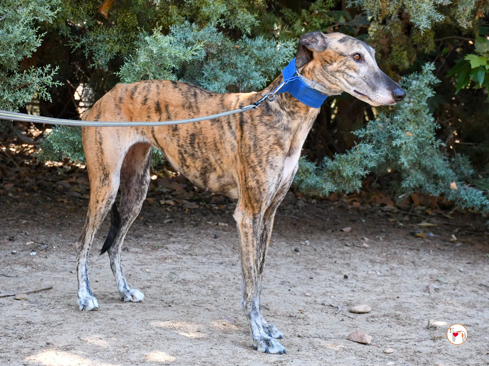 concha galgo adozione 12