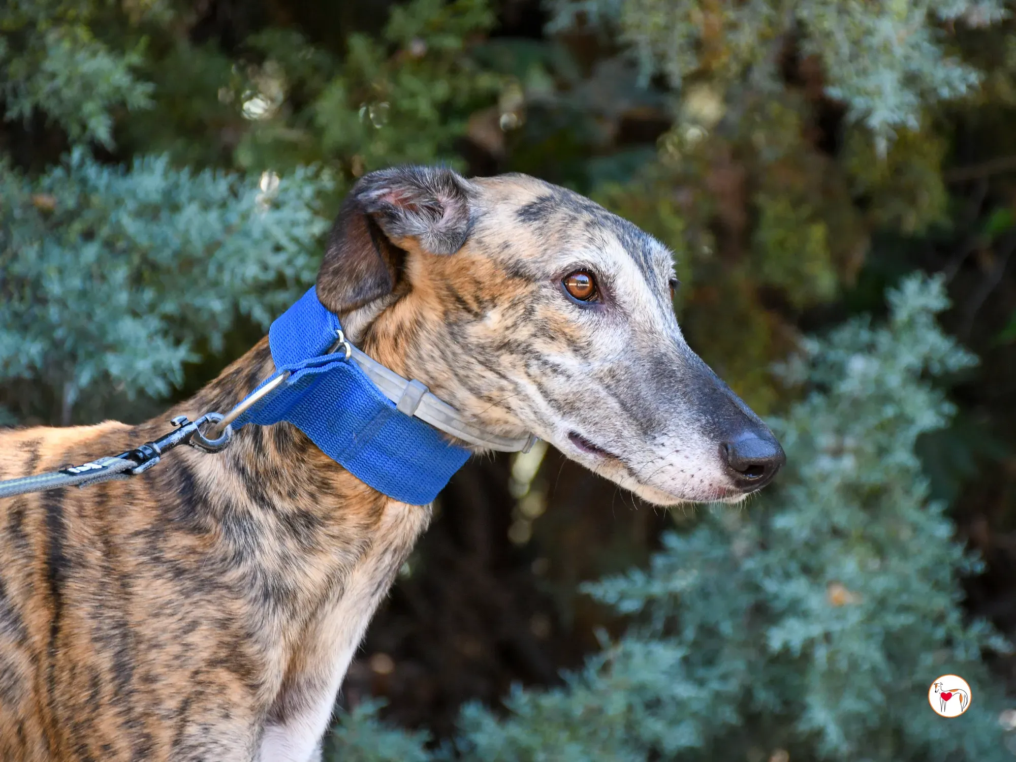 concha galgo adozione 13