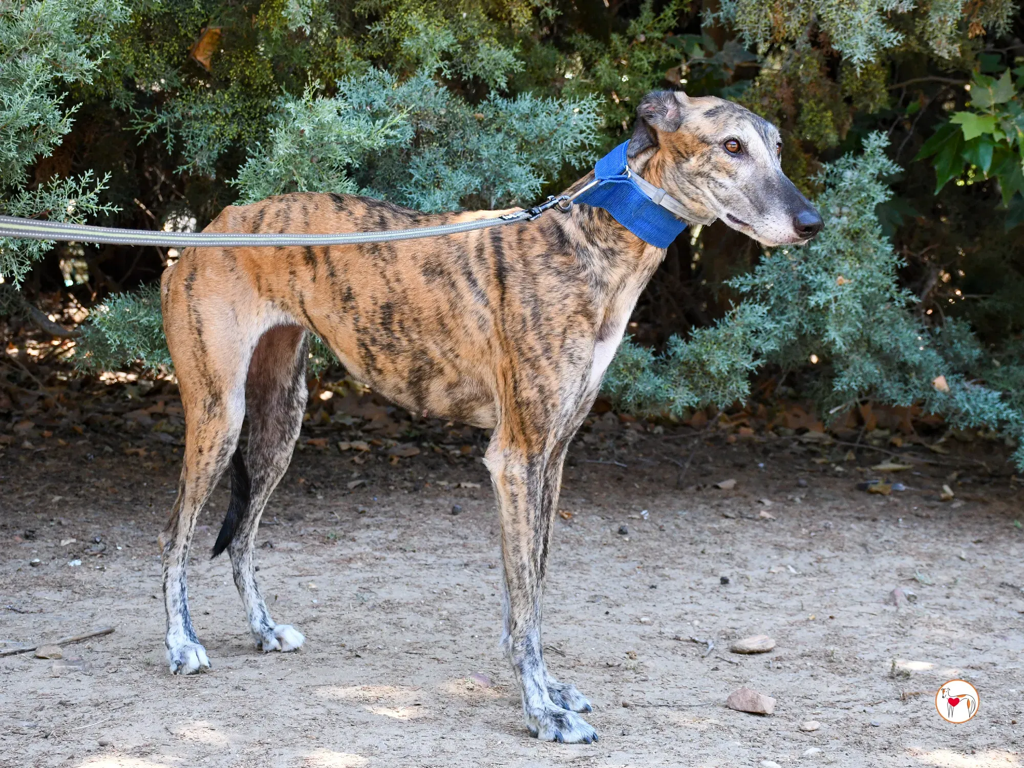 concha galgo adozione 14