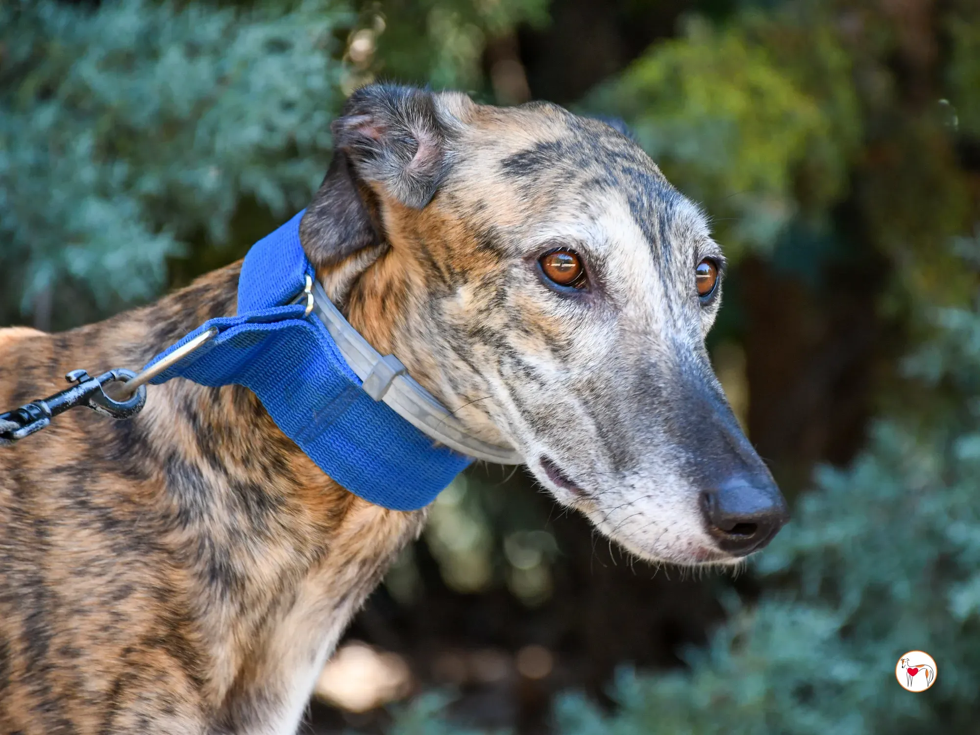 concha galgo adozione 15