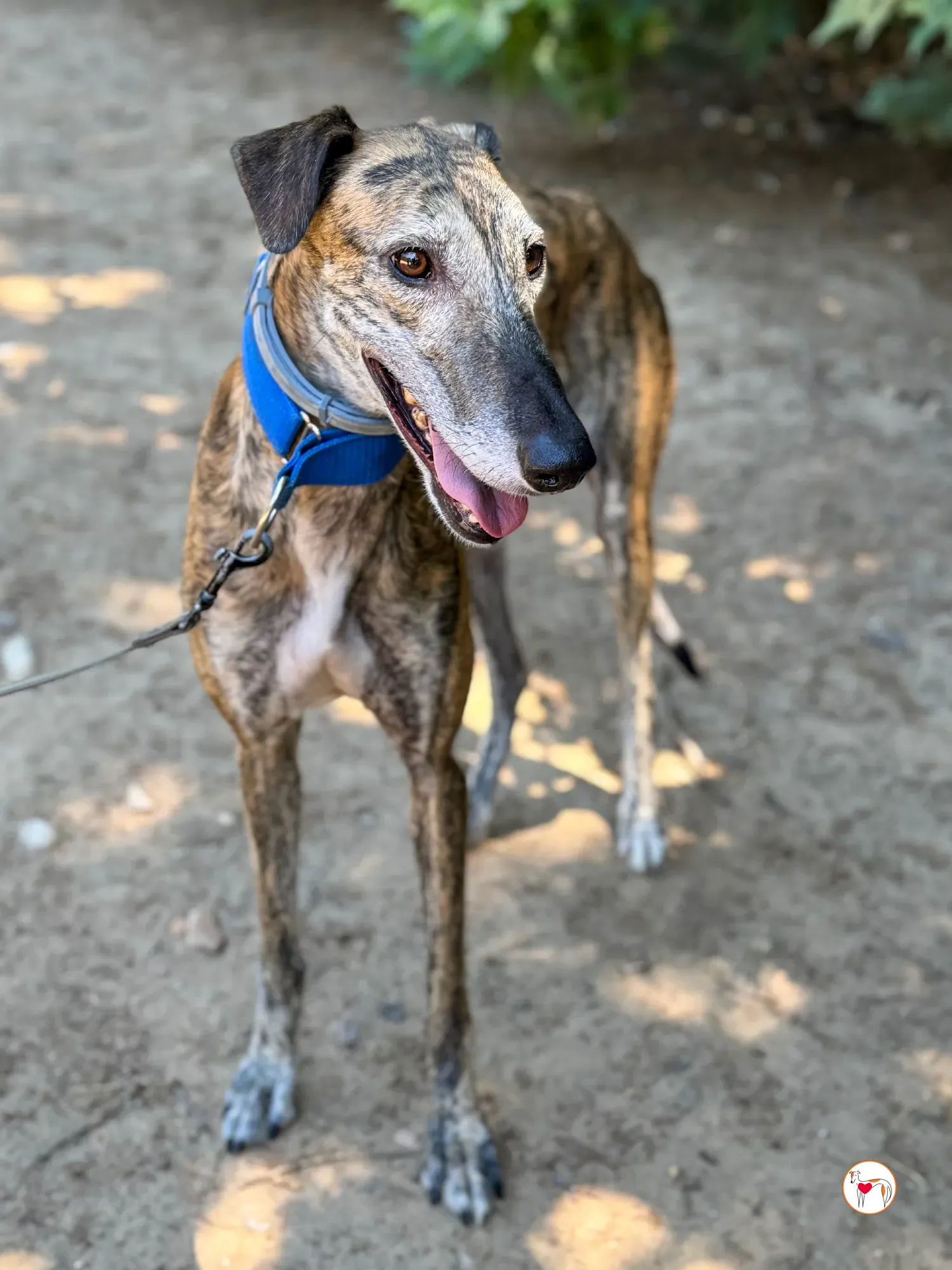 concha galgo adozione 16