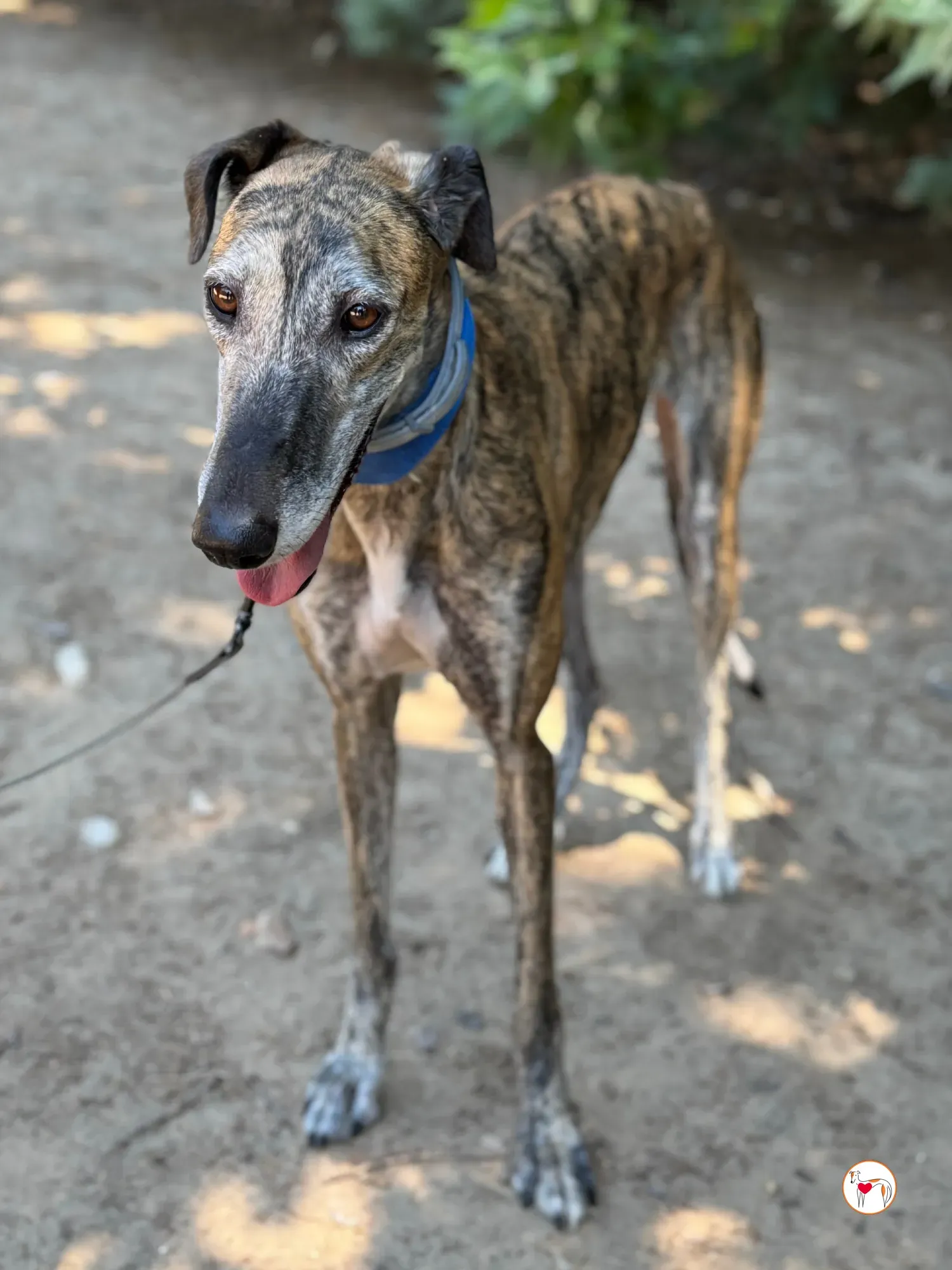 concha galgo adozione 17