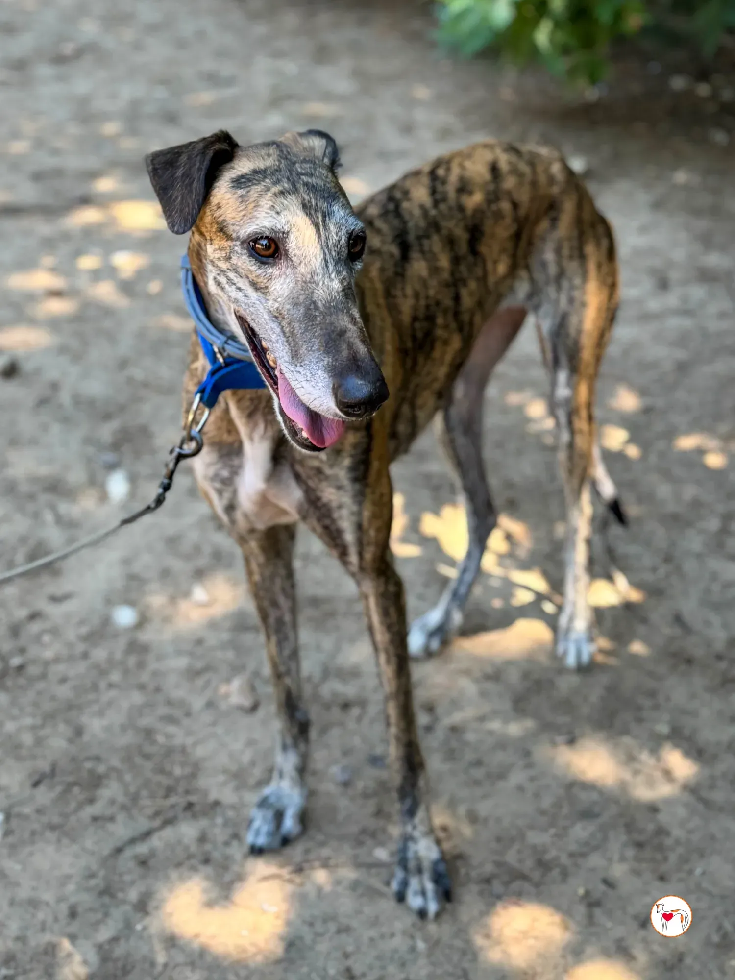 concha galgo adozione 18