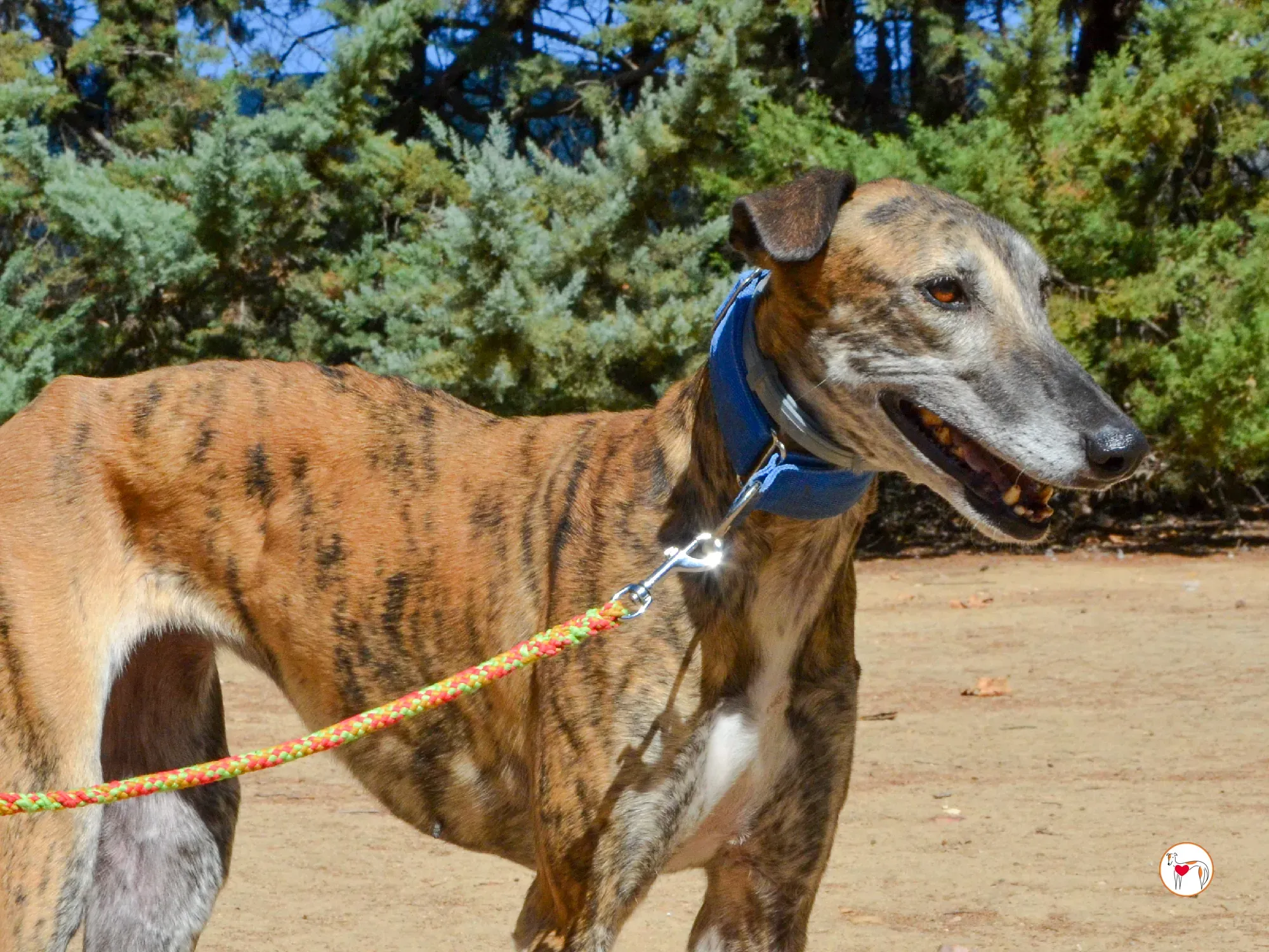 concha galgo adozione 19