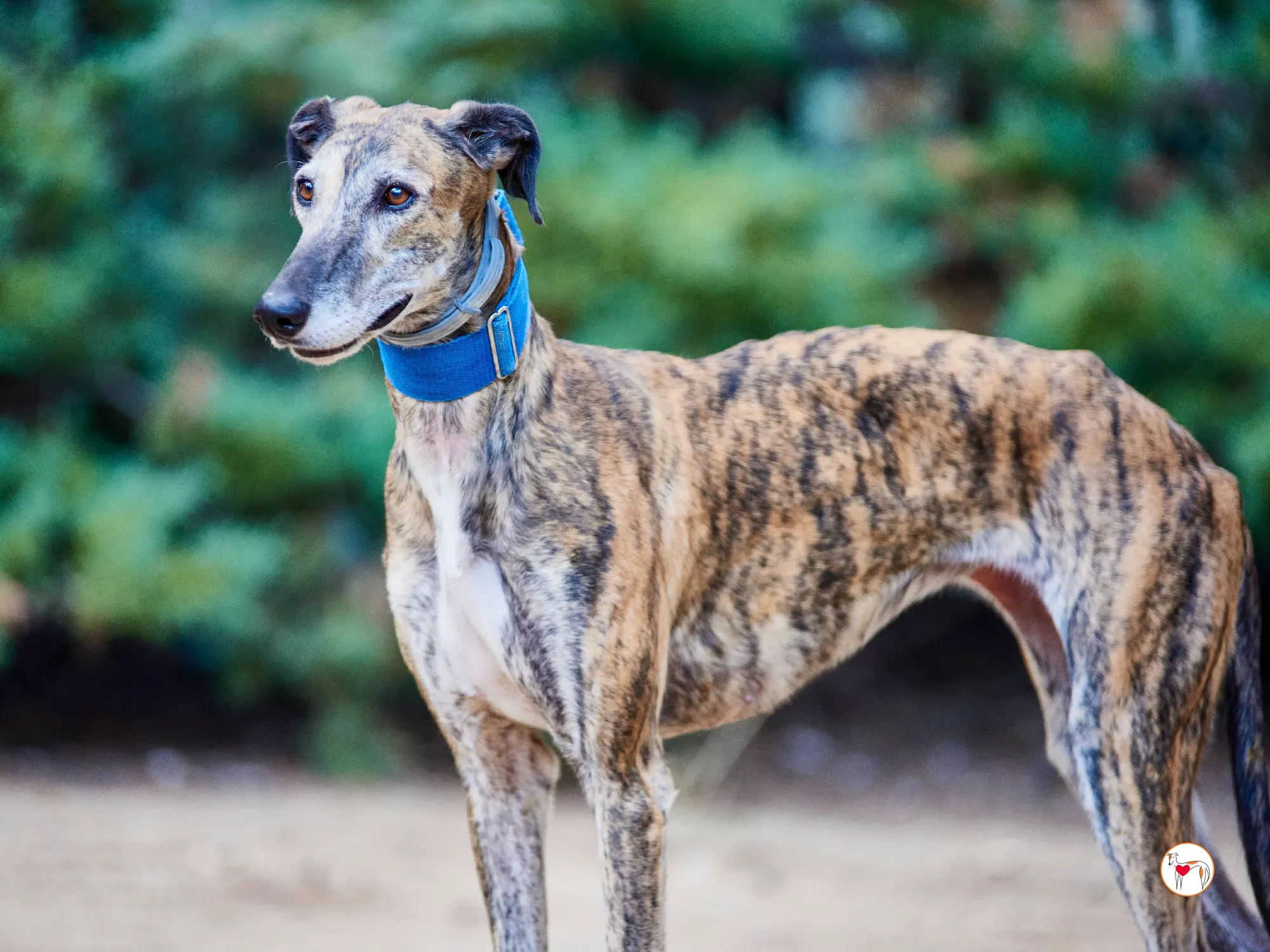 concha galgo adozione 2