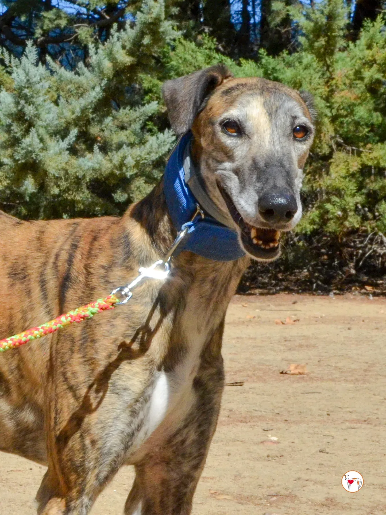 concha galgo adozione 20 1