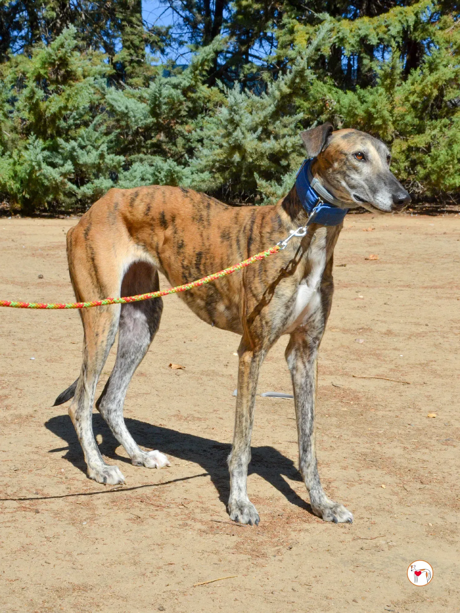 concha galgo adozione 21 1