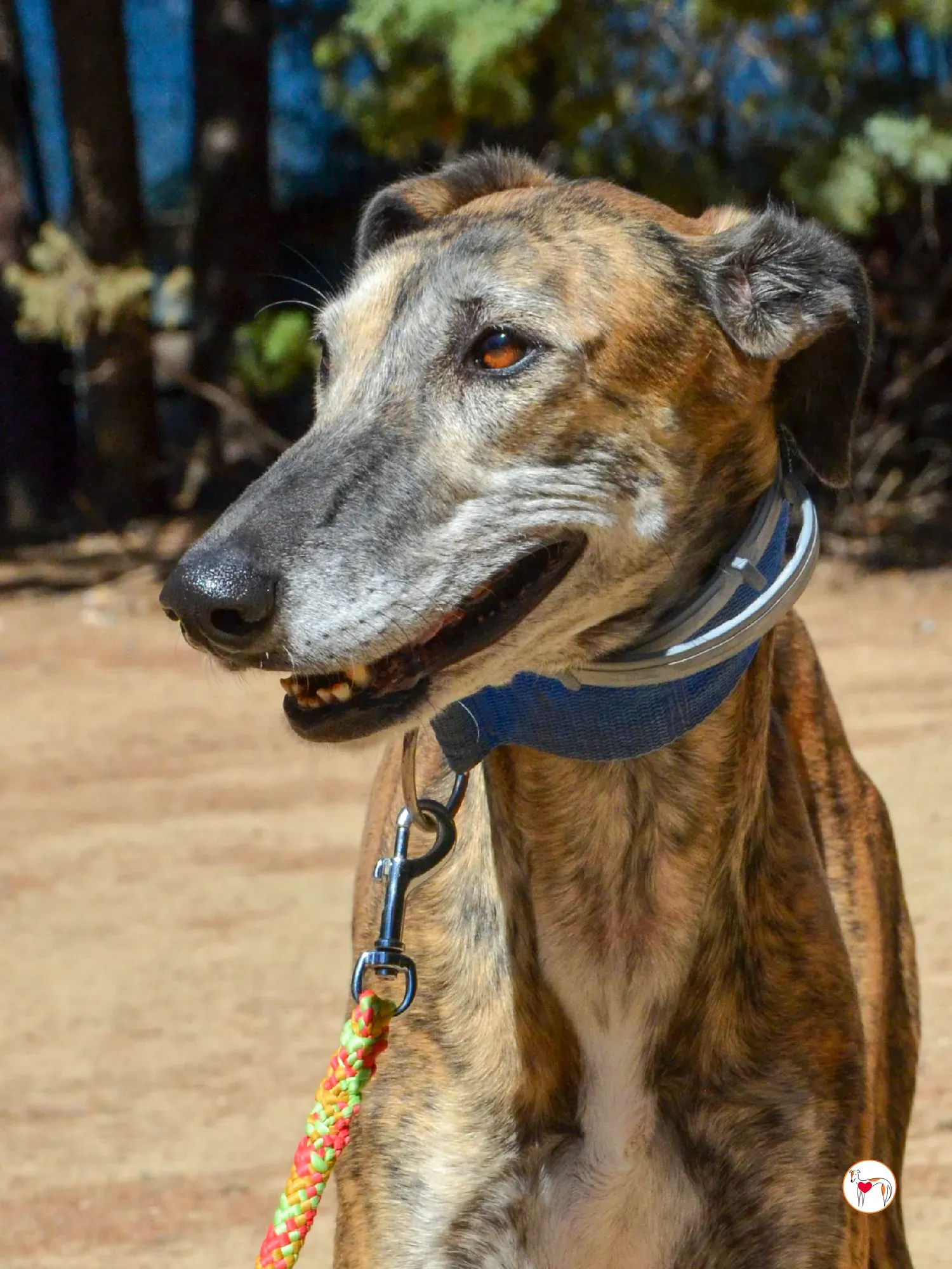 concha galgo adozione 22 1